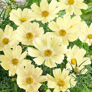 Outsidepride Cosmos Bipannatus Lemonade Yellow Cut Flower Garden Seeds - 50 Seeds