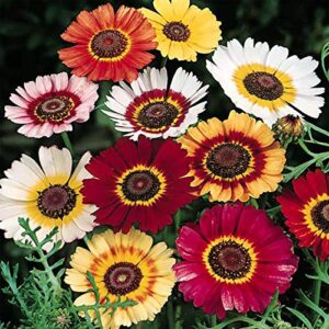 outsidepride chrysanthemum rainbow garden cut flower painted daisy mix – 1000 seeds
