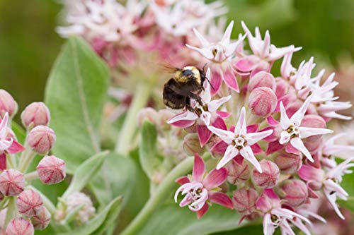 Sow Right Seeds Showy Milkweed Seeds; Attract Monarch and Other Butterflies to Your Garden; Non-GMO Heirloom Seeds; Full Instructions for Planting, Wonderful Gardening Gift (4)