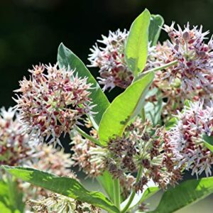 Sow Right Seeds Showy Milkweed Seeds; Attract Monarch and Other Butterflies to Your Garden; Non-GMO Heirloom Seeds; Full Instructions for Planting, Wonderful Gardening Gift (4)