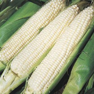 papaw’s garden supply llc. helping the next generation grow! silver king hybrid sweet corn treated seeds, non-gmo, 1 pack of 400 vegetable seeds
