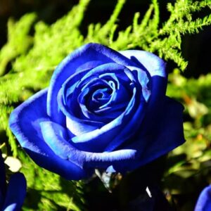 chuxay garden 5 seeds blue rose seed rare blue flowering plant striking landscaping plant beautiful potted plants fragrant attract butterfly