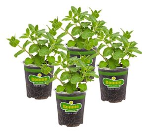 bonnie plants sweet mint live edible aromatic herb plant – 4 pack, easy to grow, non-gmo, perennial in zones 5 to 11, used in teas & other beverages, salads, garnish, jelly & desserts