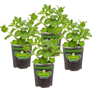 Bonnie Plants Sweet Mint Live Edible Aromatic Herb Plant - 4 Pack, Easy To Grow, Non-GMO, Perennial In Zones 5 to 11, Used In Teas & Other Beverages, Salads, Garnish, Jelly & Desserts