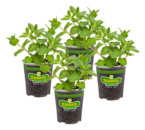 Bonnie Plants Sweet Mint Live Edible Aromatic Herb Plant - 4 Pack, Easy To Grow, Non-GMO, Perennial In Zones 5 to 11, Used In Teas & Other Beverages, Salads, Garnish, Jelly & Desserts