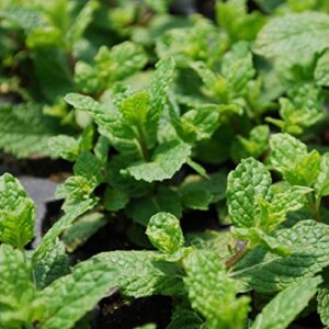 Bonnie Plants Sweet Mint Live Edible Aromatic Herb Plant - 4 Pack, Easy To Grow, Non-GMO, Perennial In Zones 5 to 11, Used In Teas & Other Beverages, Salads, Garnish, Jelly & Desserts