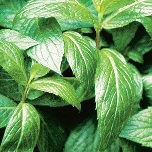 Bonnie Plants Sweet Mint Live Edible Aromatic Herb Plant - 4 Pack, Easy To Grow, Non-GMO, Perennial In Zones 5 to 11, Used In Teas & Other Beverages, Salads, Garnish, Jelly & Desserts