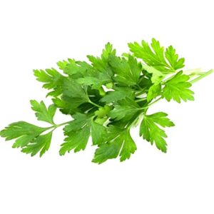 parsley italian giant seeds choose packet size for easy grow garden herb or microgreens c57 (350 seeds)