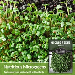 Survival Garden Seeds Cabbage Microgreens for Sprouting and Growing - 5 Packs - Sprout Green Leafy Micro Vegetable Plants Indoors - Grow A Mini Windowsill Garden - Non-GMO Heirloom Variety