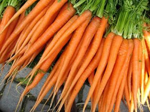 ib prosperity tendersweet carrot 500mg seeds (daucus carota ‘tendersweet’) for planting, non-gmo usa garden vegetable orange heirloom vegetable seeds sweetest coreless, open pollinated