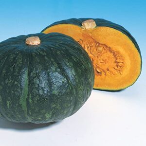squash seeds – japanese, winter – hokkori 133 – hybrid – 1 g packet ~5 seeds – non-gmo, f1 hybrid – asian garden vegetable