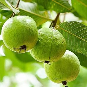 QAUZUY GARDEN 15 Seeds Guava Psidium Guajava Tree Seeds Non-GMO Organic Guayaba Seeds Edible Plant Nutritious White Tropical Fruit Easy to Grow