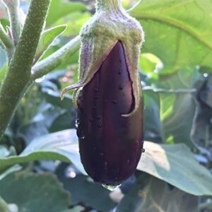 long purple eggplant garden seeds – 1 g packet ~200 seeds – non-gmo, heirloom, vegetable gardening seed – egg plant – solanum melongena