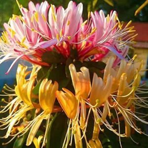 mokalala 200 pcs honeysuckle seeds | non-gmo | goldflame honeysuckle vine, fresh garden seeds, gardeners choice!