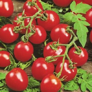 husky cherry red tomato – 20 seeds