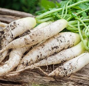 radish seeds for planting | heirloom & non-gmo vegetable seeds | white icicle radish seeds to plant home outdoor garden | planting packets include instructions