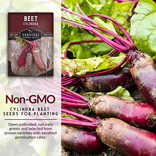 Survival Garden Seeds - Cylindra Beet Seed for Planting - 3 Packs with Instructions to Plant and Grow Dark Red Beets in Your Home Vegetable Garden - Non-GMO Heirloom Variety