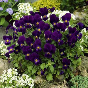 outsidepride viola king henry garden flowers for containers, hanging baskets, & window boxes – 1000 seeds