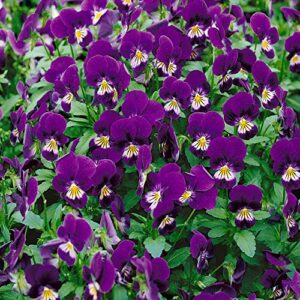 Outsidepride Viola King Henry Garden Flowers for Containers, Hanging Baskets, & Window Boxes - 1000 Seeds