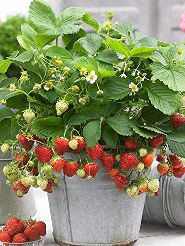 200+ Wild Strawberry Strawberries Seeds - Fragaria Vesca - Edible Garden Fruit Heirloom Non-GMO - Made in USA, Ships from Iowa.