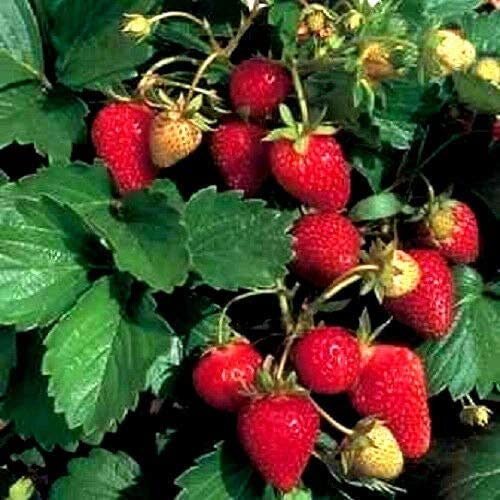 200+ Wild Strawberry Strawberries Seeds - Fragaria Vesca - Edible Garden Fruit Heirloom Non-GMO - Made in USA, Ships from Iowa.