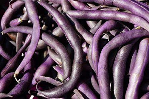 Royal Burgundy Bush Bean Seeds - 25 Count Seed Pack - Non-GMO - Eye-catching and Quick to Pick, These Beans are a Great Addition to Any Garden. - Country Creek LLC