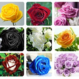 400+ Mixed Rose Seeds for Planting, Shrubs Perennial Bonsai Flower, Garden Yard Potted Decoration