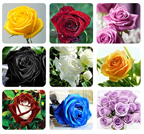 400+ Mixed Rose Seeds for Planting, Shrubs Perennial Bonsai Flower, Garden Yard Potted Decoration