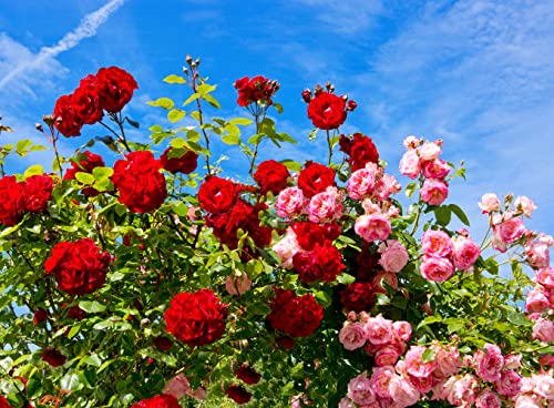 400+ Mixed Rose Seeds for Planting, Shrubs Perennial Bonsai Flower, Garden Yard Potted Decoration