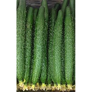 cucumber seeds – china long – hybrid – 500 mg packet ~20 seeds – non-gmo, f1 hybrid – asian garden vegetable