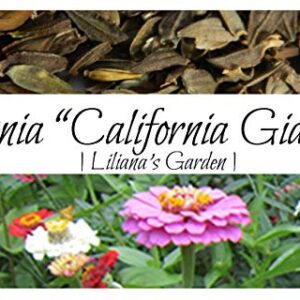 Flower Seeds - Zinnia - California Giant Mix - Best Cut Flowers - Liliana's Garden