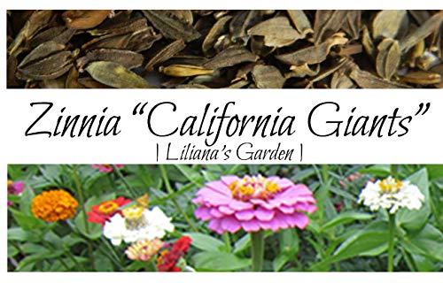 Flower Seeds - Zinnia - California Giant Mix - Best Cut Flowers - Liliana's Garden