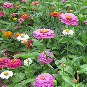 Flower Seeds - Zinnia - California Giant Mix - Best Cut Flowers - Liliana's Garden