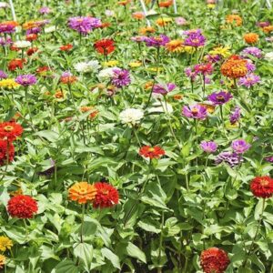 Flower Seeds - Zinnia - California Giant Mix - Best Cut Flowers - Liliana's Garden