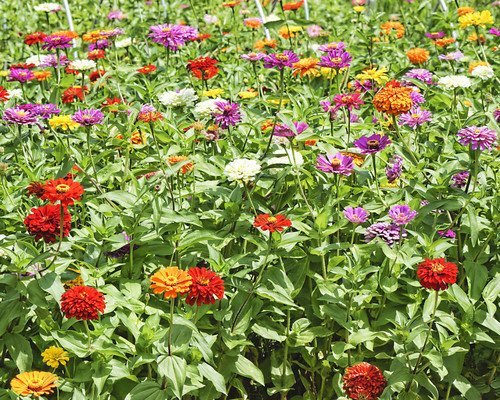 Flower Seeds - Zinnia - California Giant Mix - Best Cut Flowers - Liliana's Garden