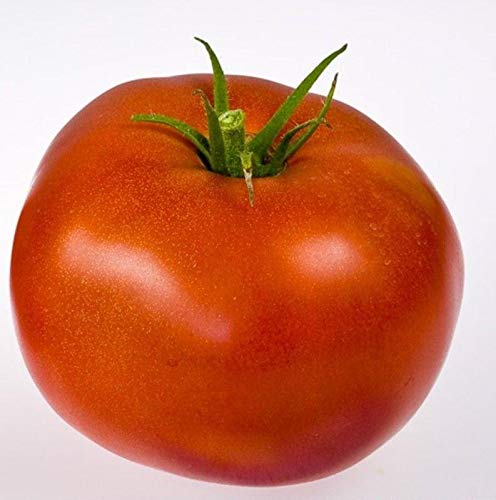 Amelia F1 Hybrid Tomato Seeds - Specially bred for Southeastern Gardens (25 - Seeds)