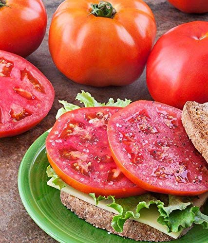 Amelia F1 Hybrid Tomato Seeds - Specially bred for Southeastern Gardens (25 - Seeds)