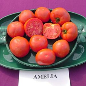 Amelia F1 Hybrid Tomato Seeds - Specially bred for Southeastern Gardens (25 - Seeds)