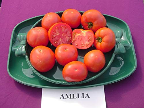 Amelia F1 Hybrid Tomato Seeds - Specially bred for Southeastern Gardens (25 - Seeds)