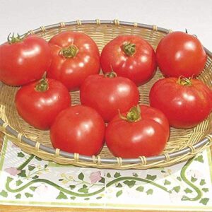 Amelia F1 Hybrid Tomato Seeds - Specially bred for Southeastern Gardens (25 - Seeds)