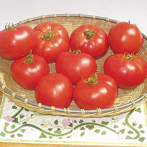 Amelia F1 Hybrid Tomato Seeds - Specially bred for Southeastern Gardens (25 - Seeds)