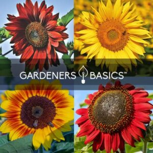 Sunflower Seeds for Planting Flowers (8 Pack) - Velvet Queen, Skyscraper, Lemon Queen, Giant , Autumn Beauty, Chocolate Cherry, Dwarf Sunspot and Mammoth Bulk Outdoor Flower Garden by Gardners Basics