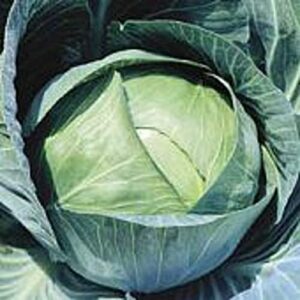 stonehead cabbage seeds (20+ seeds) | non gmo | vegetable fruit herb flower seeds for planting | home garden greenhouse pack