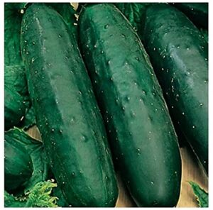 50 marketmore 76 cucumber seeds | non-gmo | heirloom | instant latch garden seeds