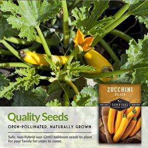 Survival Garden Seeds - Golden Zucchini Seeds for Planting - Packet with Instructions to Plant and Grow Yellow Zucchini Vegetables in Your Home Vegetable Garden - Non-GMO Heirloom Variety