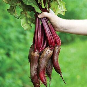 Cylindra Beet Seeds for Planting, 100+ Heirloom Seeds Per Packet, (Isla's Garden Seeds), Non GMO Seeds, Botanical Name: Beta vulgaris 'Cylindra', Great Home Garden Gift