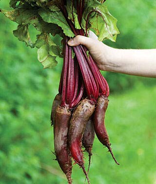 Cylindra Beet Seeds for Planting, 100+ Heirloom Seeds Per Packet, (Isla's Garden Seeds), Non GMO Seeds, Botanical Name: Beta vulgaris 'Cylindra', Great Home Garden Gift