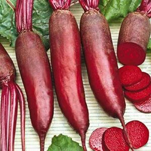 Cylindra Beet Seeds for Planting, 100+ Heirloom Seeds Per Packet, (Isla's Garden Seeds), Non GMO Seeds, Botanical Name: Beta vulgaris 'Cylindra', Great Home Garden Gift