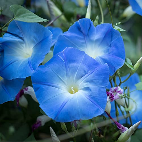 TKE Farms - Morning Glory Seeds for Planting, Heavenly Blue, 5 Grams ≈ 150 Seeds, Ipomoea Tricolor