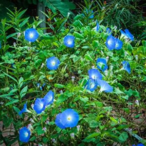 TKE Farms - Morning Glory Seeds for Planting, Heavenly Blue, 5 Grams ≈ 150 Seeds, Ipomoea Tricolor